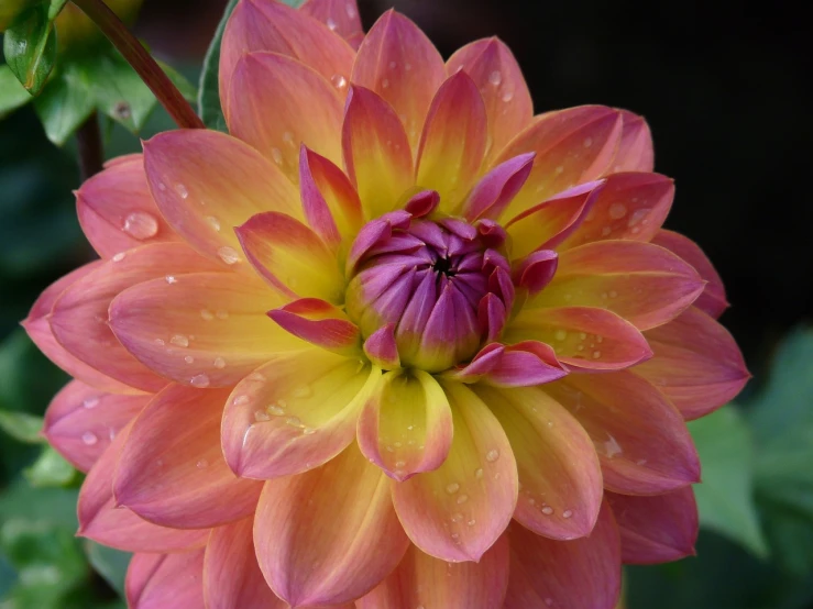 a close up of a pink and yellow flower, dahlias, summer morning dew, perfect shading, beautiful flower