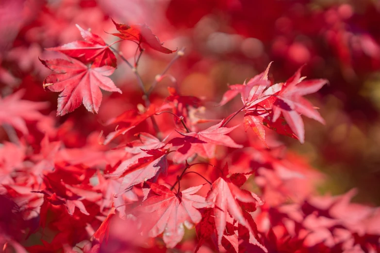 a close up of a tree with red leaves, by Richard Carline, vivid background, very shallow depth of field, japanese maples, bright vivid colours