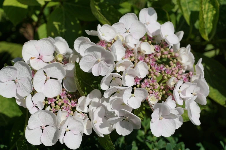 a close up of a bunch of white flowers, a picture, by Joan Ayling, hydrangea, faded pink, close - ups, sun dappled