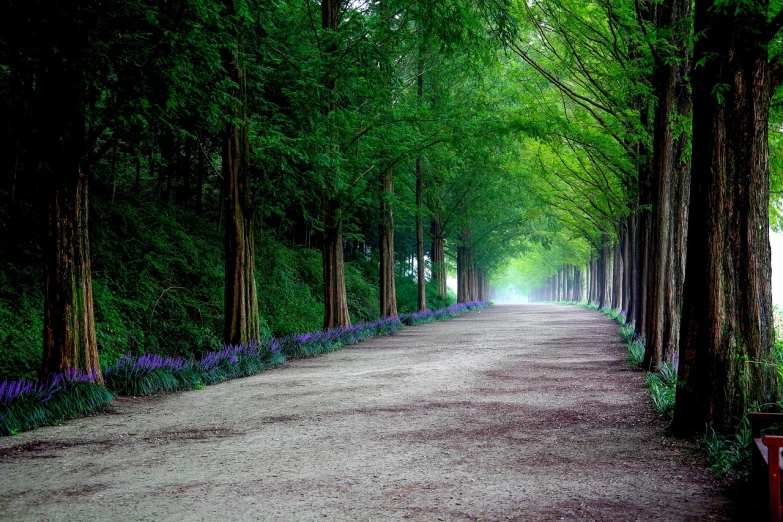 a park bench sitting on the side of a dirt road, a photo, by Gang Se-hwang, shutterstock, sōsaku hanga, long violet and green trees, infinitely long corridors, amazing color photograph, in a gentle green dawn light