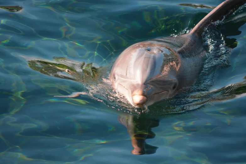 a close up of a dolphin in a body of water, a portrait, by Ken Elias, shutterstock, renaissance, harbor, refraction, california;, molten