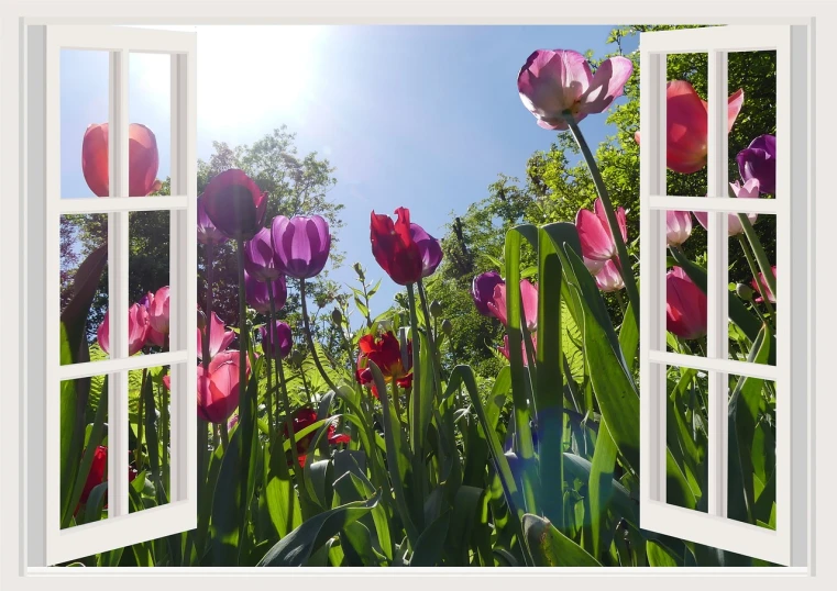 a view of a field of tulips from an open window, a digital rendering, by John Armleder, shutterstock, full of colour 8-w 1024, flower garden summer morning, with beautiful volumetric light, photo of a beautiful window