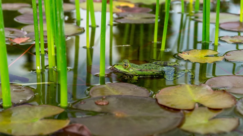 a frog that is sitting in some water, a picture, by Ivan Grohar, pexels, renaissance, pond with frogs and lilypads, high res photo, after the rain, sergey zabelin