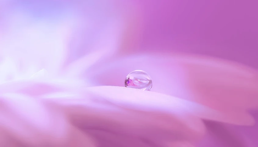 a drop of water sitting on top of a flower, a macro photograph, by Jan Rustem, trending on shutterstock, minimalism, pastel purple background, miniature product photo, pearlescent hues, in a dream world