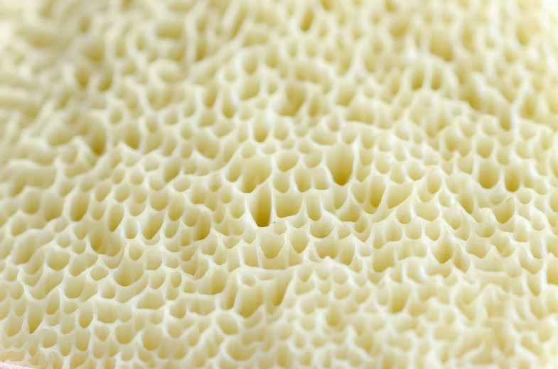 a close up of the inside of a mushroom, a macro photograph, honeycomb background, high detail product photo
