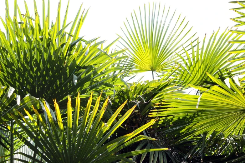 a group of palm trees sitting next to each other, by Richard Carline, big leaves foliage and stems, on white, sun shining, photo illustration