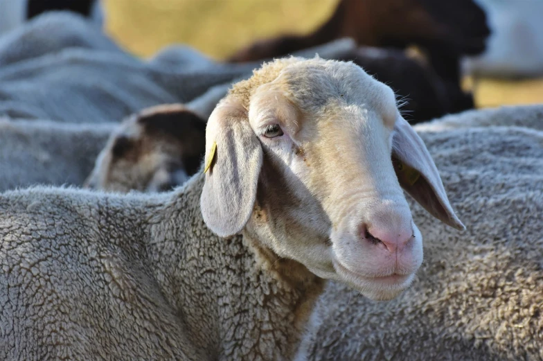 a herd of sheep standing next to each other, a portrait, peering over from his heavy, warm friendly face, smooth oval head, resting