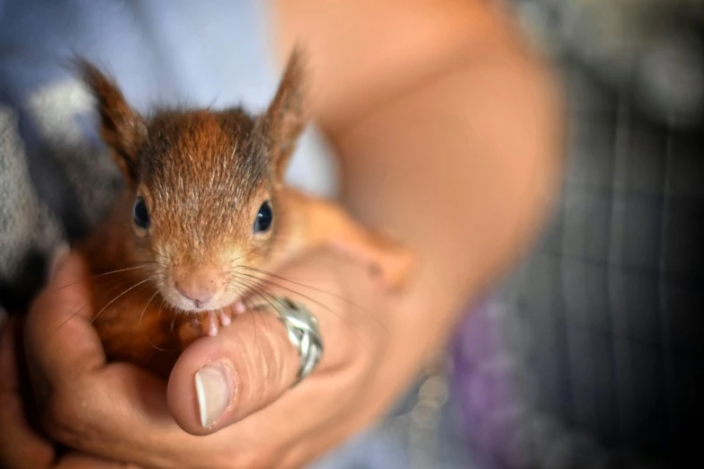 a close up of a person holding a small squirrel, by Joe Bowler, soft lulling tongue, wildlife preservation, newly hatched dragon, taken in 2 0 2 0