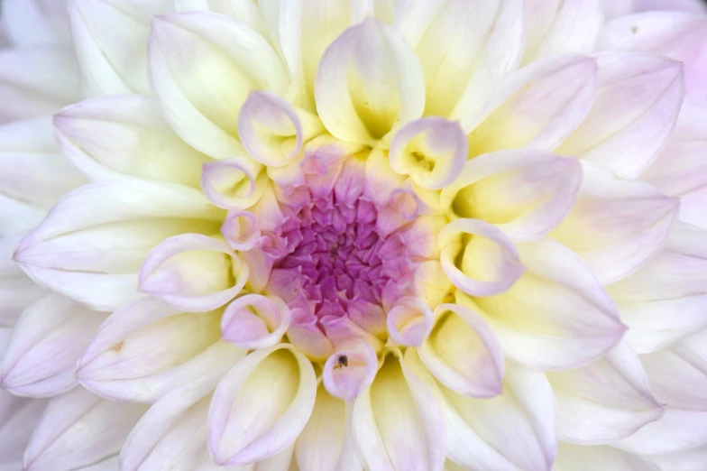 a close up of a white flower with a pink center, by Carey Morris, giant purple dahlia flower head, light cream and white colors, flowers background, clear detailed view