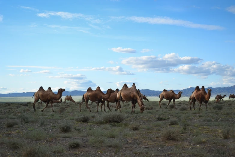 a herd of camels walking across a grass covered field, by Andrei Kolkoutine, dau-al-set, landscape wide shot, steppe background, at home, desert in the background