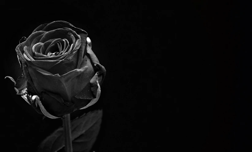 a black and white photo of a single rose, a black and white photo, by Andrei Kolkoutine, romanticism, hq 4k phone wallpaper, gothic romance, mourning, pc wallpaper