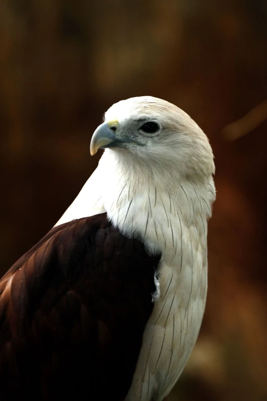 a close up of a bird of prey, a portrait, hurufiyya, maroon and white, kodak photo