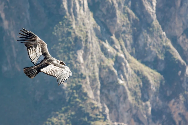 a bird that is flying in the sky, by Dietmar Damerau, shutterstock, over a calanque, vulture, telephoto vacation picture, chile