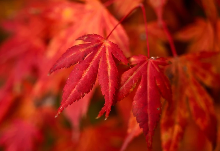 a close up of a leaf on a tree, a photo, pixabay, sōsaku hanga, japanese maples, light red and deep orange mood, deep colours. ”, often described as flame-like