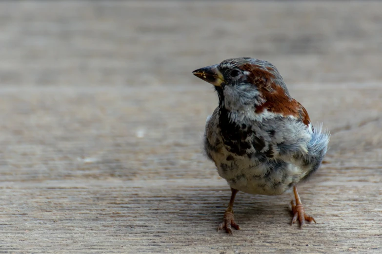 a small bird standing on top of a wooden floor, a portrait, by Jan Rustem, unsplash, hyperrealistic sparrows, on a sidewalk of vancouver, slightly pixelated, no words 4 k