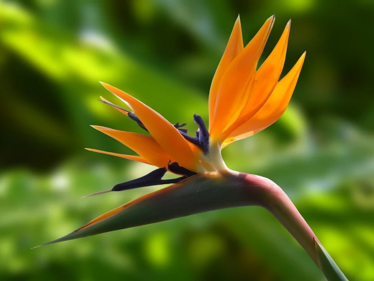 a close up of a bird of paradise flower, a screenshot, by David Garner, flickr, beautiful flower, beautiful setting, high definition screenshot, an orange