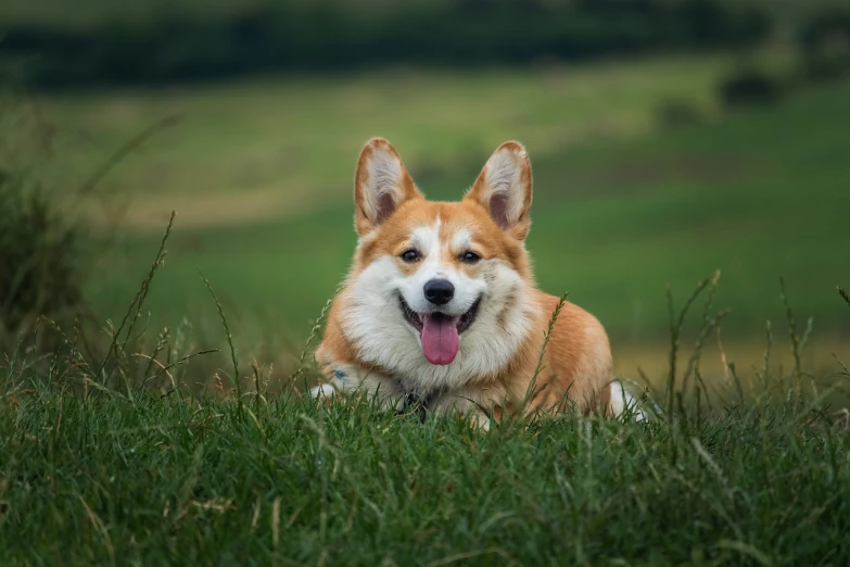a dog that is laying down in the grass, a portrait, by Emma Andijewska, shutterstock, corgis in no man's sky, sitting cutely on a mountain, radiant smile. ultra wide shot, grinning lasciviously