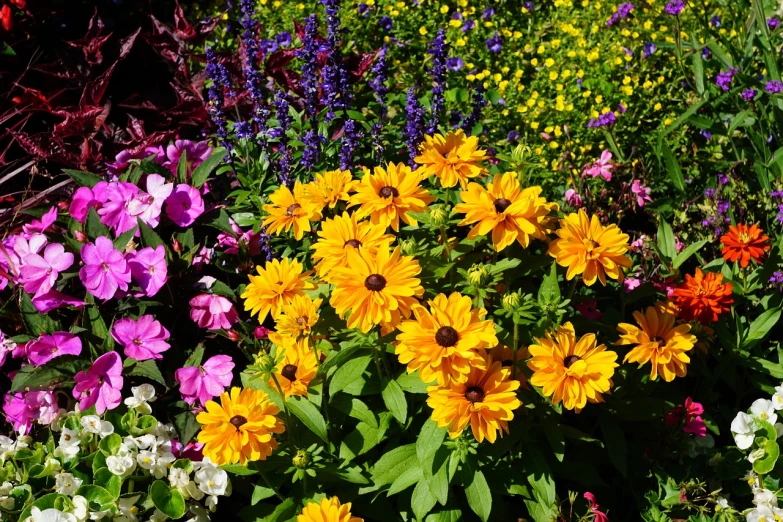 a garden filled with lots of different colored flowers, a picture, by Dave Melvin, shutterstock, fine art, yellow and black color scheme, full of colour 8-w 1024, lobelia, rich bright sunny colors