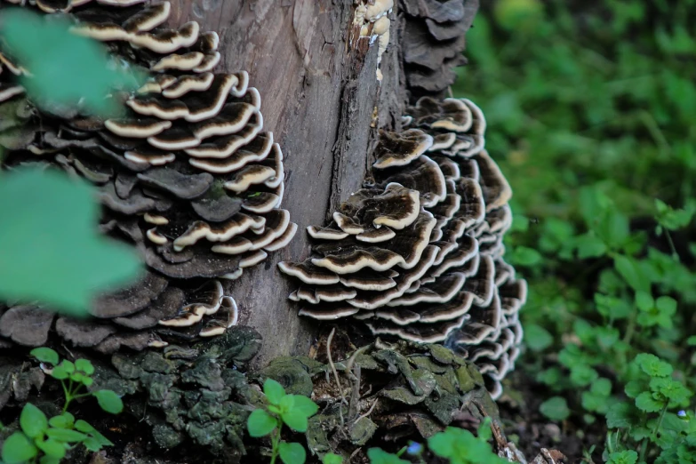 a group of mushrooms growing on the side of a tree, renaissance, ruffled wings, !! low contrast!!, layers of strata, looking across the shoulder