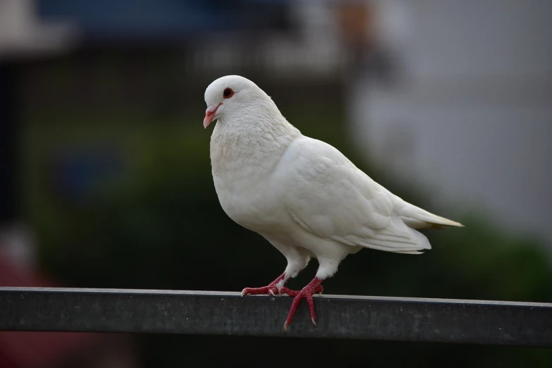 a white pigeon sitting on top of a metal rail, a picture, trending on pixabay, arabesque, full body close-up shot, white red, portrait of a beautiful, lit from the side