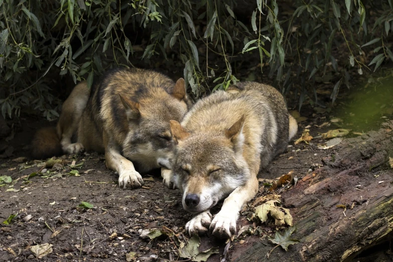 two wolfs laying next to each other on the ground, shutterstock, sumatraism, asleep, very sharp photo