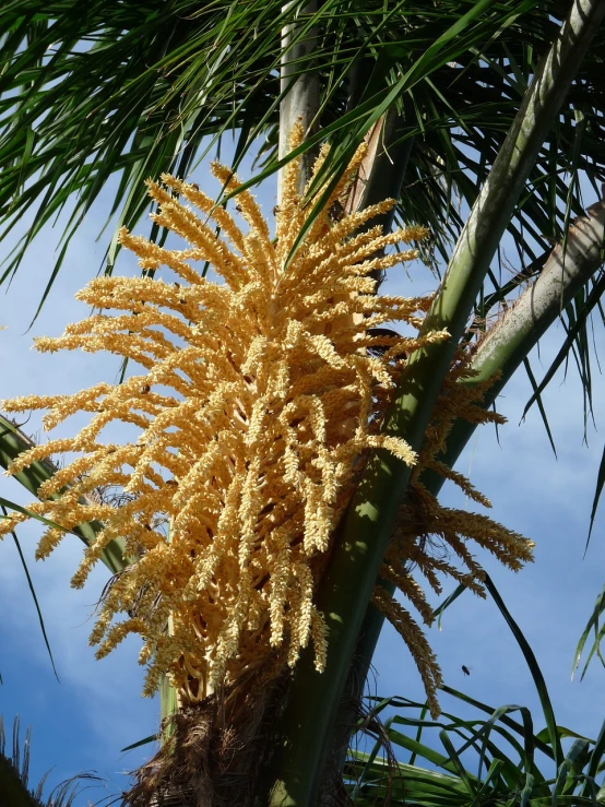 a close up of a palm tree with yellow flowers, by Robert Brackman, flickr, dried palmtrees, huge blossoms, hay, miami