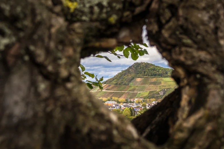 a view of a valley through a hole in a tree, a tilt shift photo, wine, backpfeifengesicht, town in the background, sharp focus photo centered