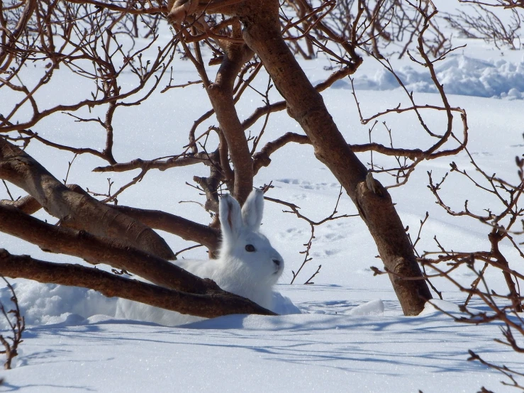 a white rabbit sitting under a tree in the snow, a photo, by Pamela Ascherson, flickr, sōsaku hanga, utah, pareidolia, horned, very sharp photo