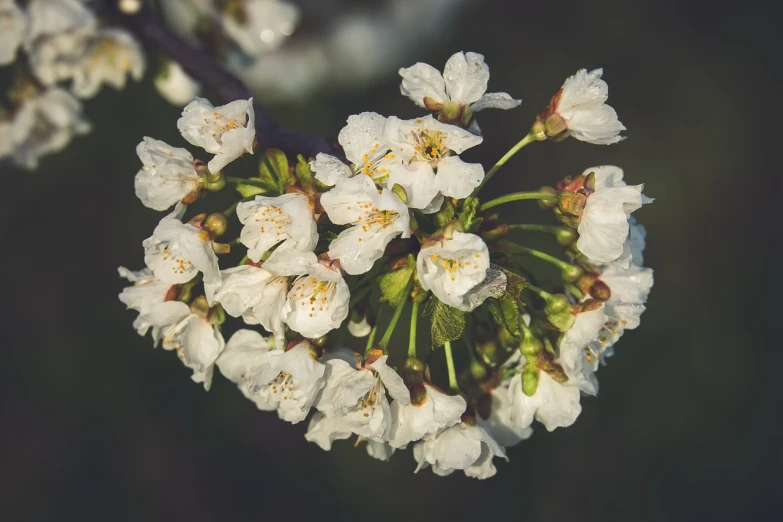 a close up of a bunch of white flowers, by Thomas Häfner, pexels, hurufiyya, cherry explosion, 1 6 x 1 6, at sunrise in springtime, fine detail post processing