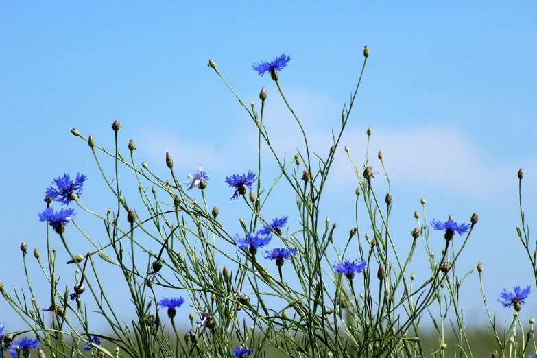 a bunch of blue flowers sitting on top of a lush green field, antipodeans, bright blue sky, giant corn flower head, reaching for the sky, beautiful flowers