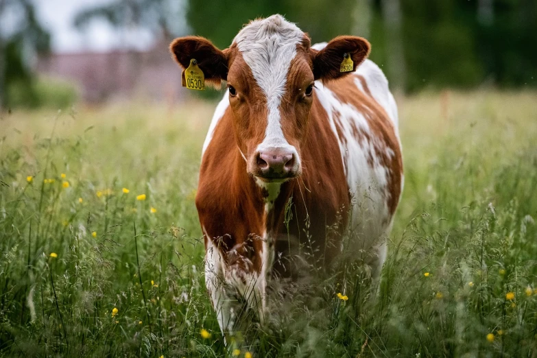 a brown and white cow standing in a field, pixabay contest winner, renaissance, 👰 🏇 ❌ 🍃, in the grass, face focused, 5 0 0 px