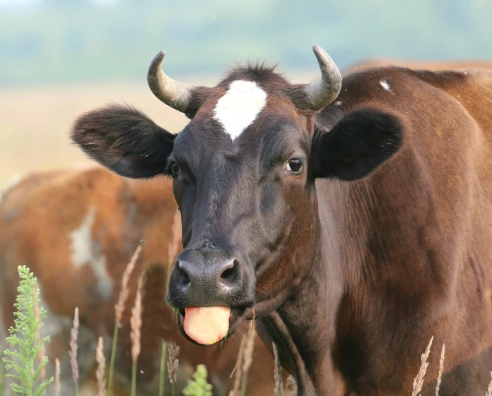 a brown cow standing on top of a lush green field, a picture, shutterstock, licking tongue, ukrainian, close - up photo, cow horns