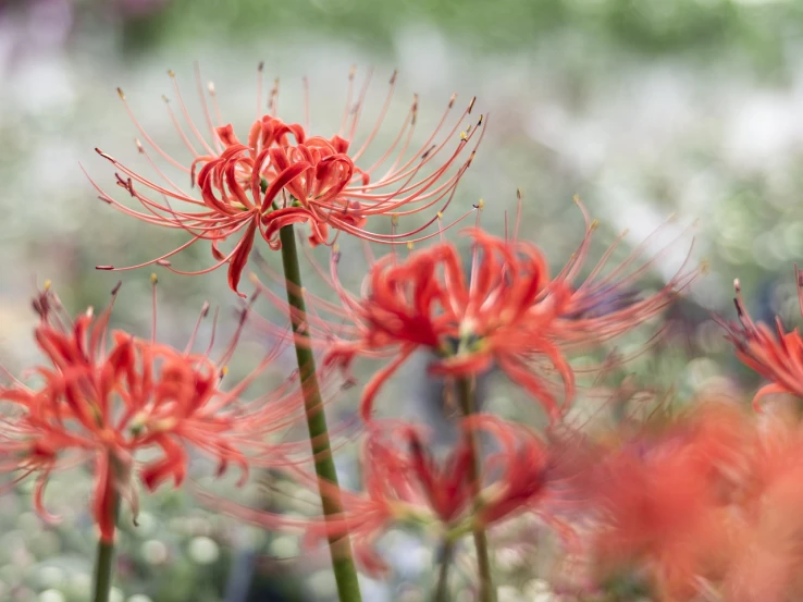 a group of red flowers sitting on top of a lush green field, a macro photograph, by Erwin Bowien, shutterstock, fine art, hymenocallis coronaria, highly detailed picture, stock photo