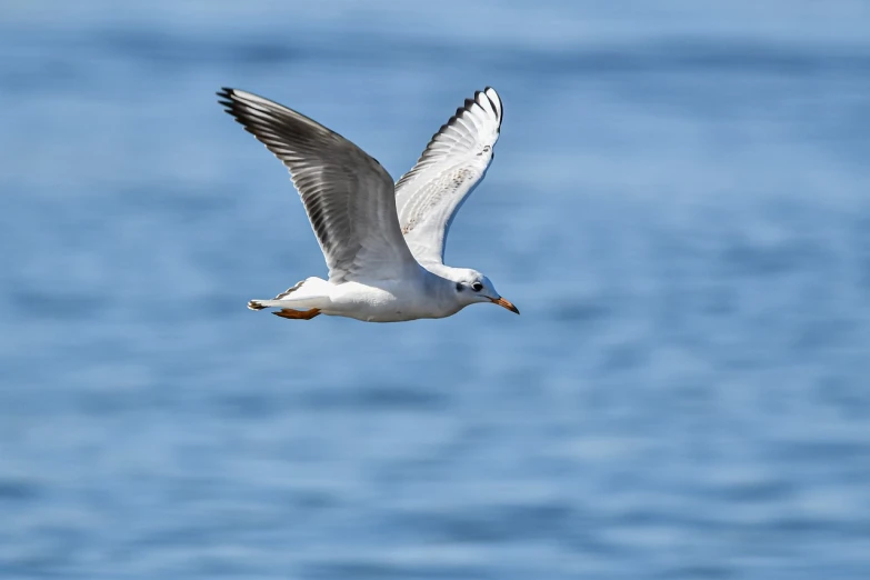 a seagull flying over a body of water, a portrait, shutterstock, figuration libre, very sharp and detailed image, telephoto shot, with two pairs of wings, very sharp photo