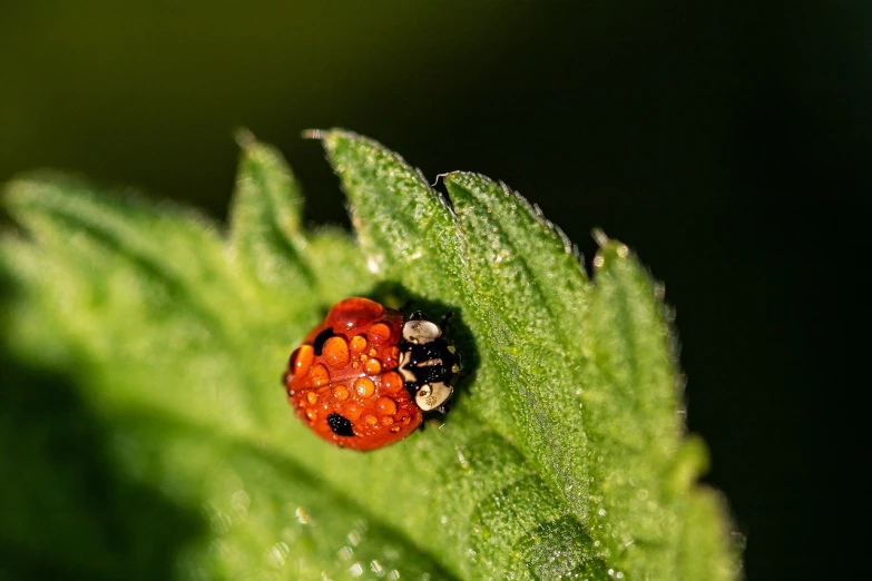 a ladybug sitting on top of a green leaf, by Hans Schwarz, flickr, renaissance, many small details, avatar image, orange fluffy belly, raspberry