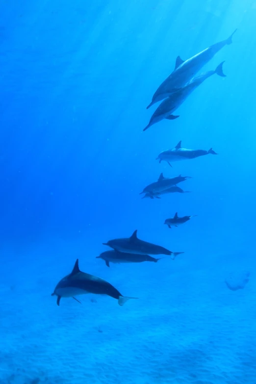 a group of dolphins swimming in the ocean, a photo, underwater photo, hawaii, camera photo, けもの