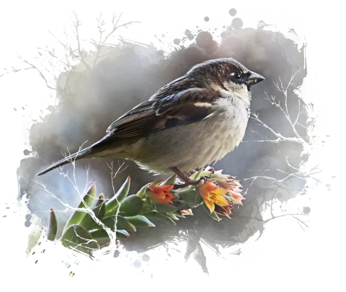 a small bird sitting on top of a flower, by Arie Smit, pixabay contest winner, digital art, an oil paiting of a sparrow, with blunt brown border, portrait mode photo, chilean