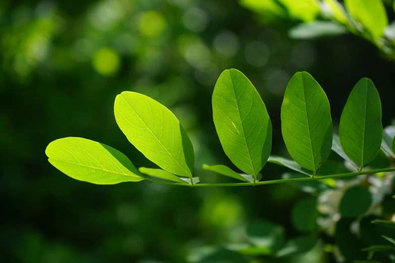 a close up of a plant with green leaves, a picture, by Tadashige Ono, pixabay, hurufiyya, moringa oleifera leaves, magnolia big leaves and stems, alexey gurylev, pale green backlit glow