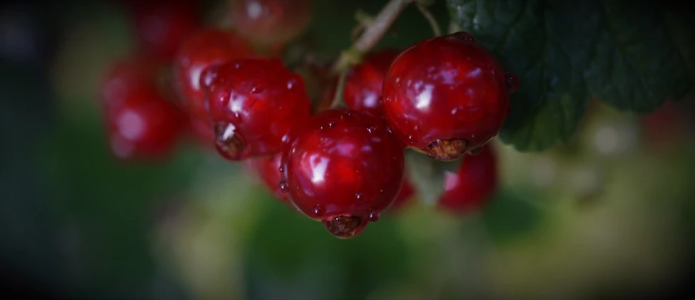 a close up of a bunch of cherries on a tree, a macro photograph, by Jan Rustem, wet boody, nothofagus, rose-brambles, photo mid shot