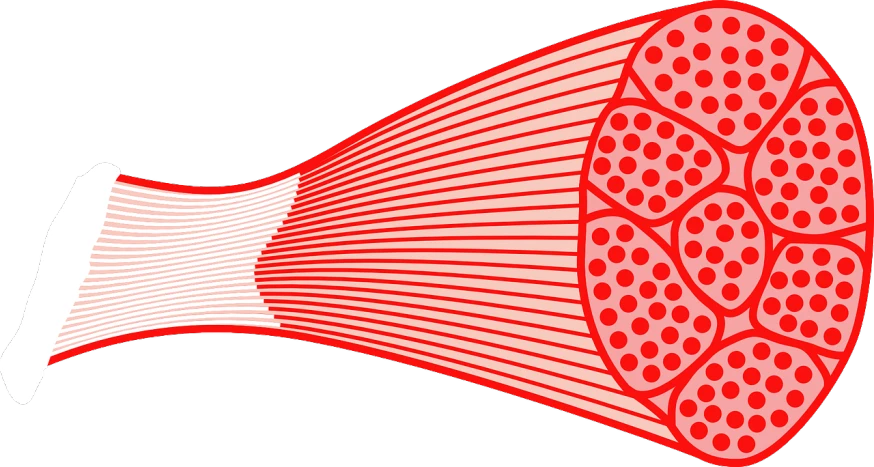 a close up of a tennis racquet on a white background, an illustration of, by Ayako Rokkaku, sōsaku hanga, muscle tissue, red wires wrap around, tube wave, long view