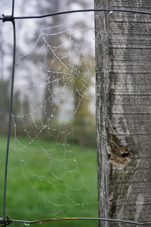 a close up of a spider web on a tree, a macro photograph, shutterstock, net art, beads of sweat, rainy day outside, a wooden, seen in the distance