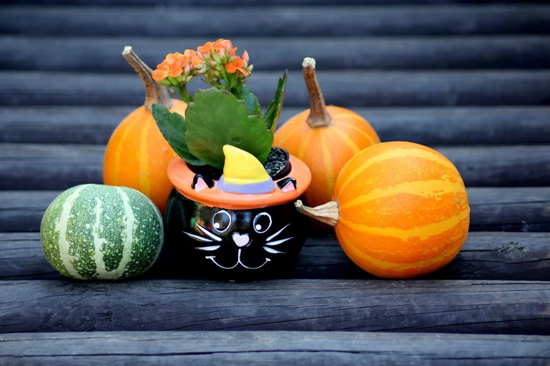 a group of pumpkins sitting on top of a wooden table, a picture, pixabay, vanitas, cats and plants, pot, snapchat photo, listing image