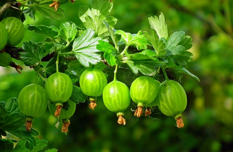 a bunch of green berries hanging from a tree, a digital rendering, by Thomas Corsan Morton, pixabay, chinese lanterns, verdant plants green wall, caravan, stock photo