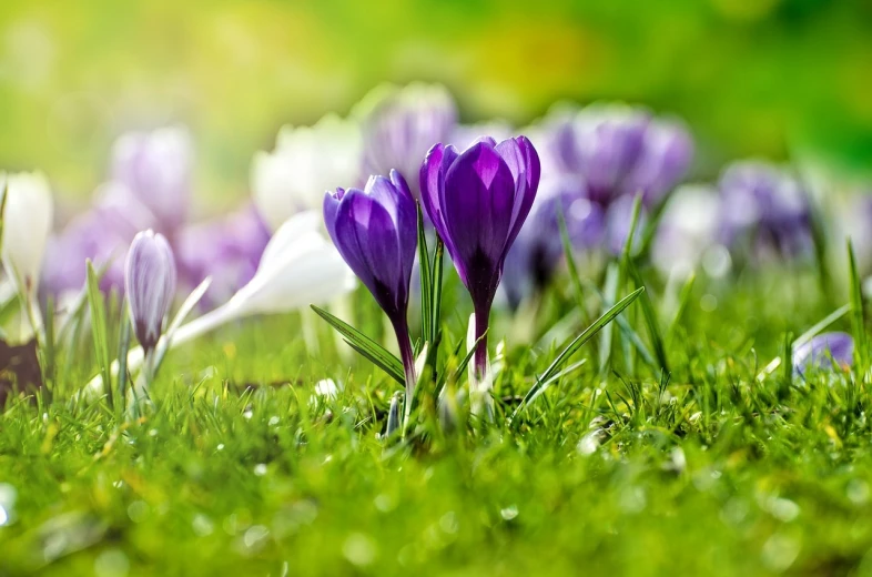 a group of purple flowers sitting on top of a lush green field, a tilt shift photo, by Harold von Schmidt, shutterstock, spring winter nature melted snow, perfect crisp sunlight, spring on saturn, 7 0 mm photo