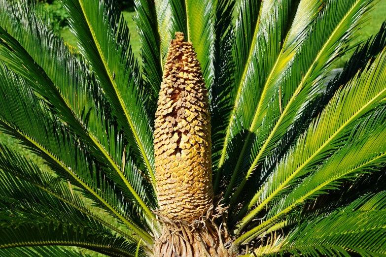 a close up of a palm tree with green leaves, by Robert Brackman, pexels, hurufiyya, wearing crown of bright feathers, central california, pinecone, long thick shiny gold beak