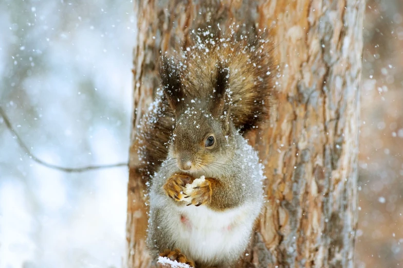 a squirrel sitting on top of a tree in the snow, a picture, by Alexey Merinov, shutterstock contest winner, renaissance, closeup at the food, covered in white flour, 3 4 5 3 1, beautiful wallpaper