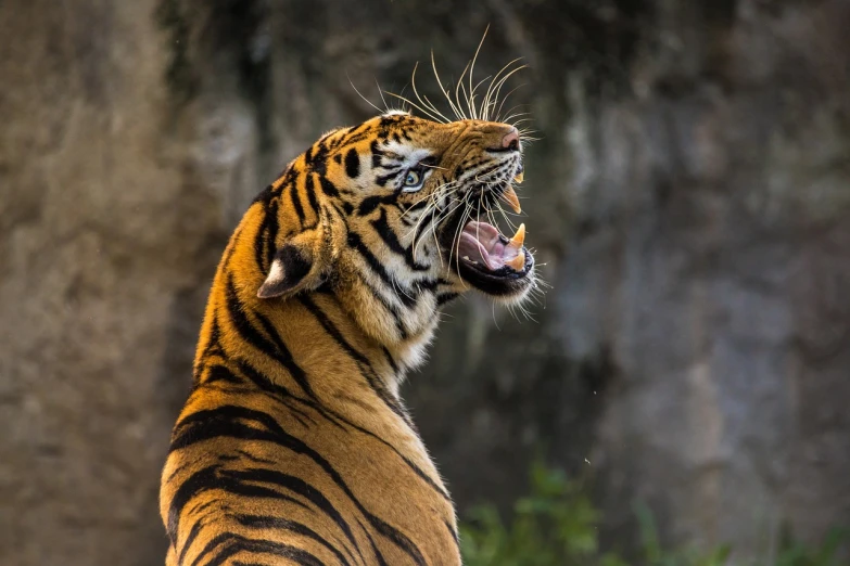 a close up of a tiger with its mouth open, a picture, by Peter Churcher, pexels contest winner, sumatraism, dramatic standing, istock, singing, malaysian