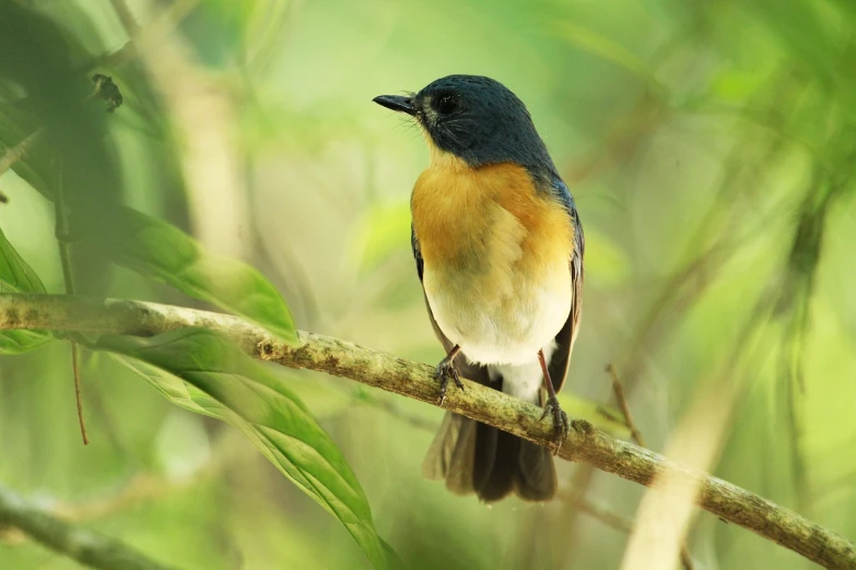 a small bird sitting on top of a tree branch, flickr, sumatraism, m.zuiko 75mm, song nan li, blue, birdseye view