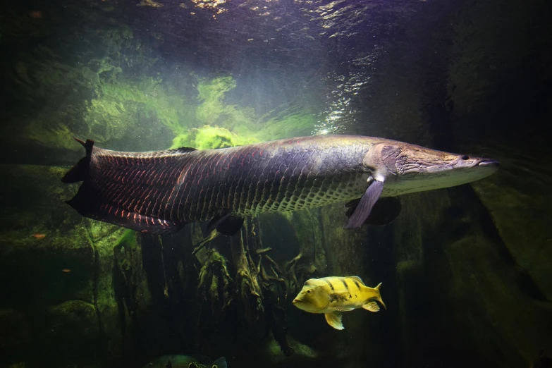 a fish that is swimming in some water, a picture, by Greg Rutkowski, pexels, sumatraism, giant snake, museum background, half shark alligator half man, img _ 9 7 5. raw