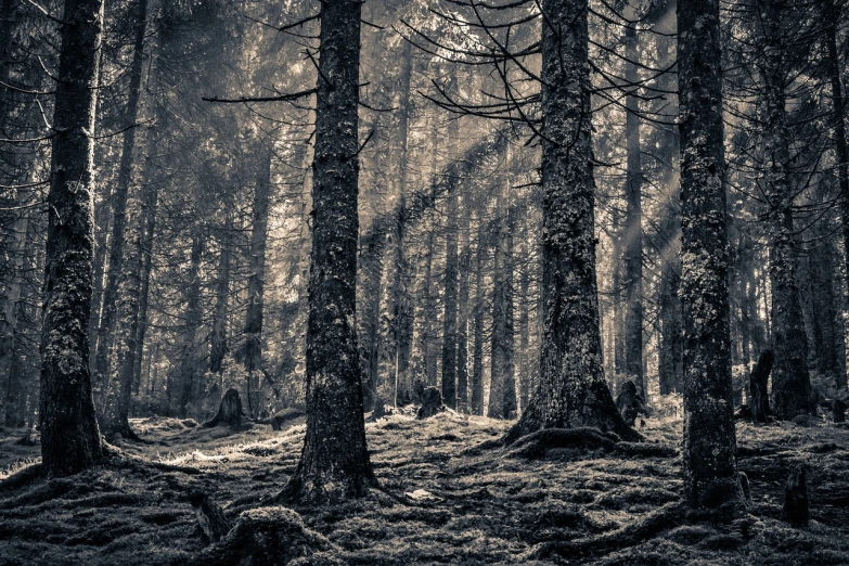 a black and white photo of a forest, by Jacob Kainen, irish forest, ((forest)), bathed in the the glow, magical forest in the background